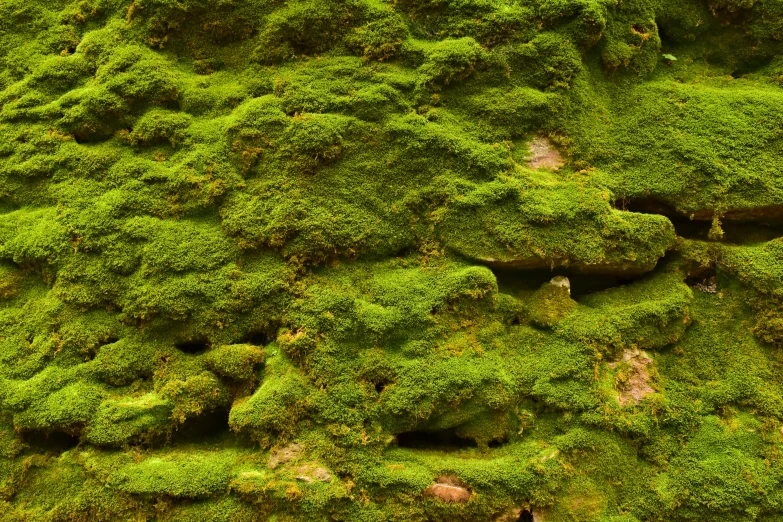 a very pretty green plant on top of rocks