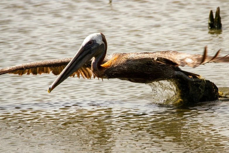 a pelican flying low over water while a large bird spreads it's wings