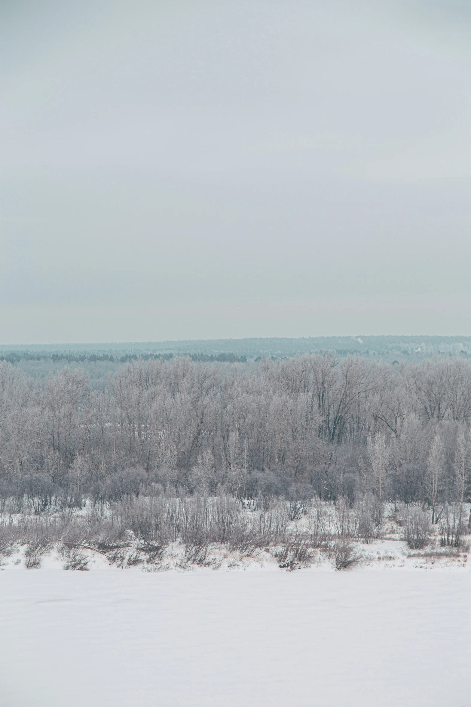 an empty snowy field surrounded by trees