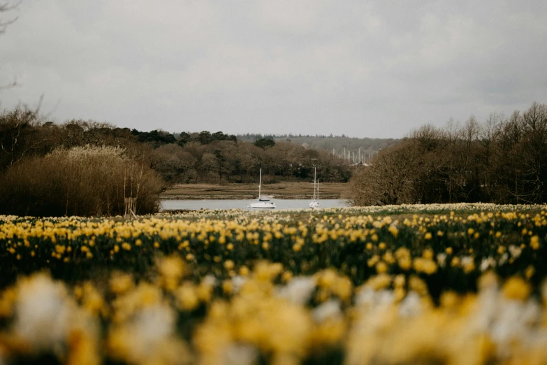 a boat is on the river and a bed of flowers in bloom