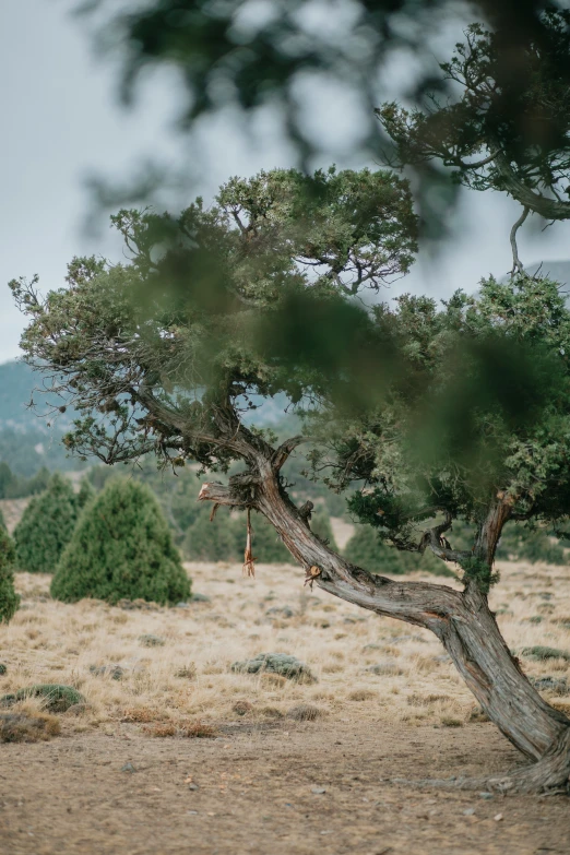 giraffe climbing on the top of a tall tree in a field