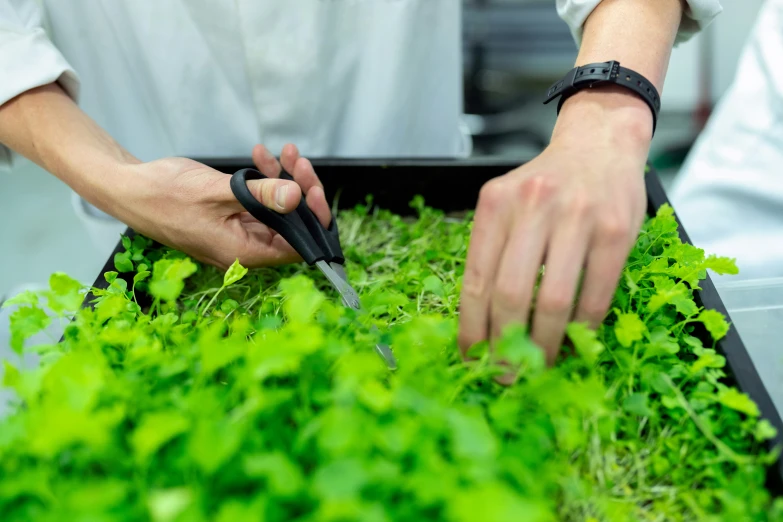 two men working on soing with scissors in a garden