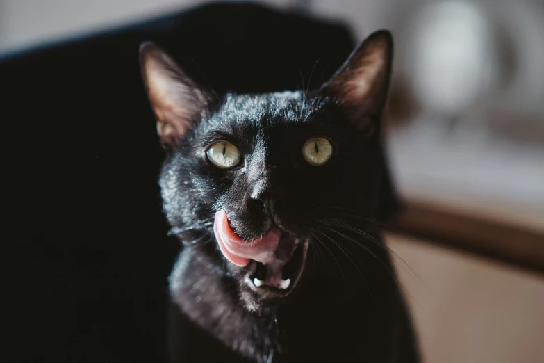 a black cat is sticking its tongue out