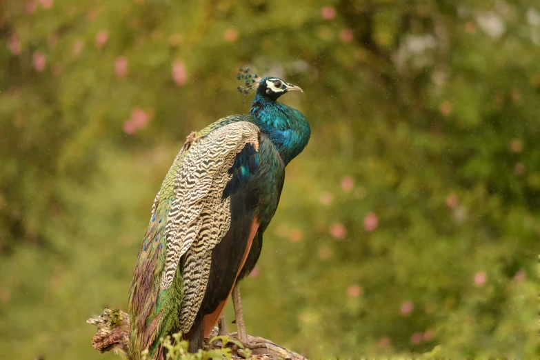 a blue and green bird on a nch