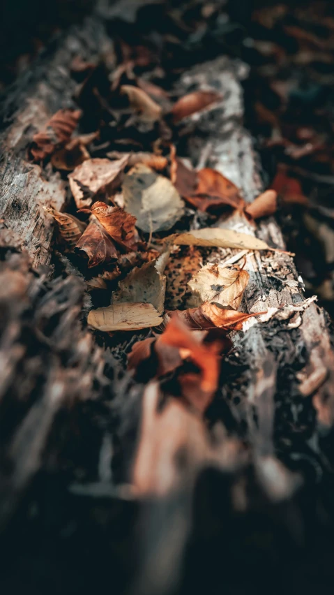 the surface of the ground is covered with many leaves