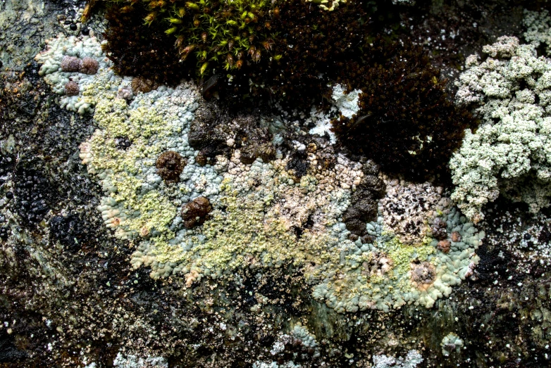 green and blue plants cover in a lot of lichen