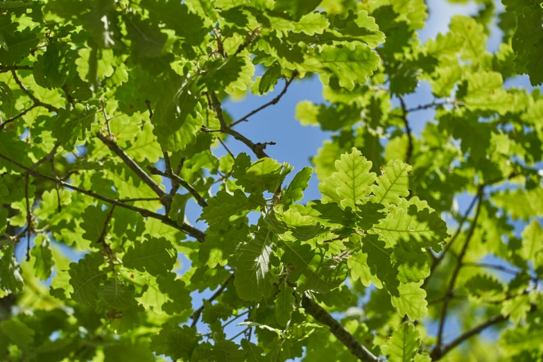 view from the ground of leaves on treetops with blue sky in background