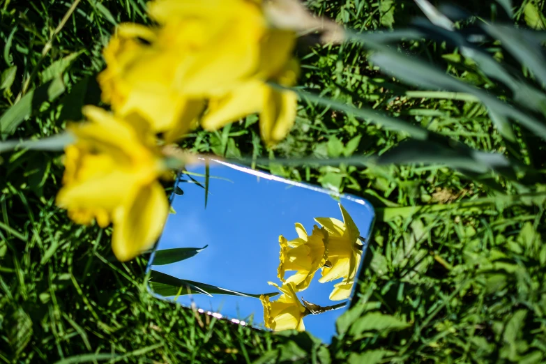 some yellow flowers are in front of a mirror