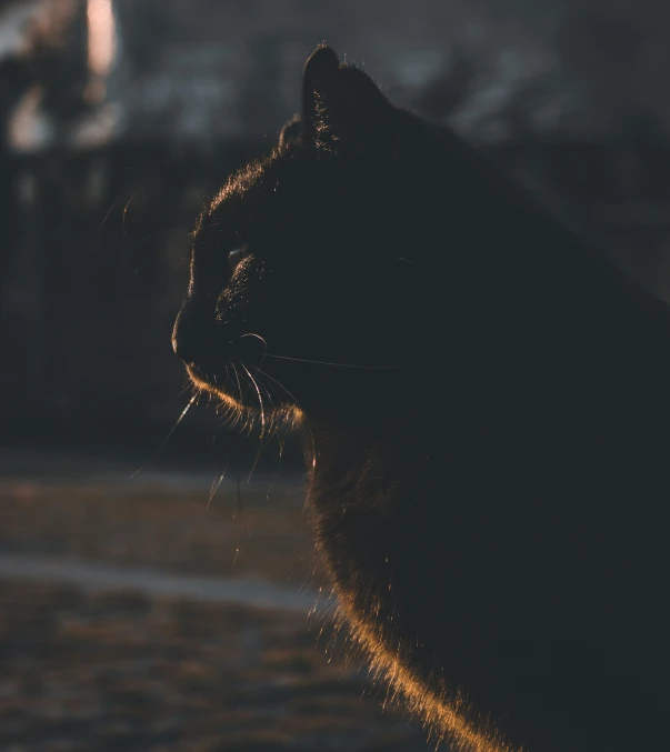 a large cat sitting on top of a wooden table