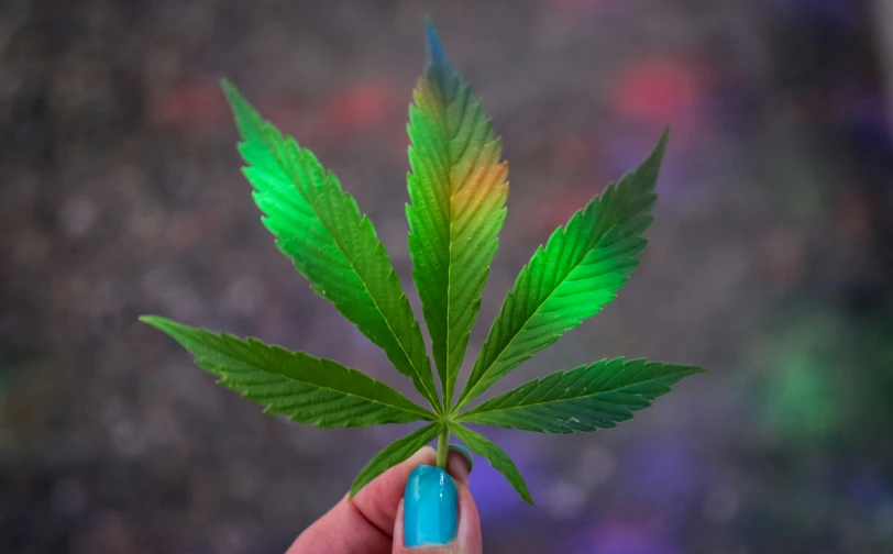 a marijuana leaf sitting on top of someones hand