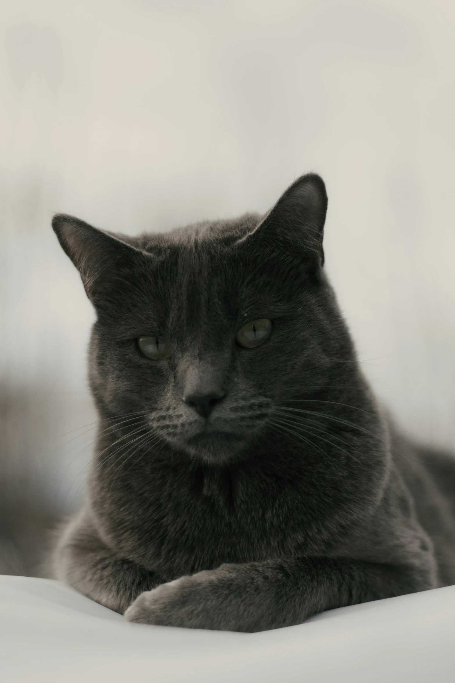 a gray cat is laying down on top of a white sheet