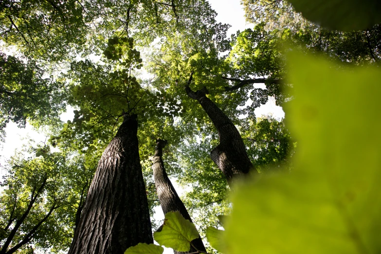 low angle view looking up at the trees from below