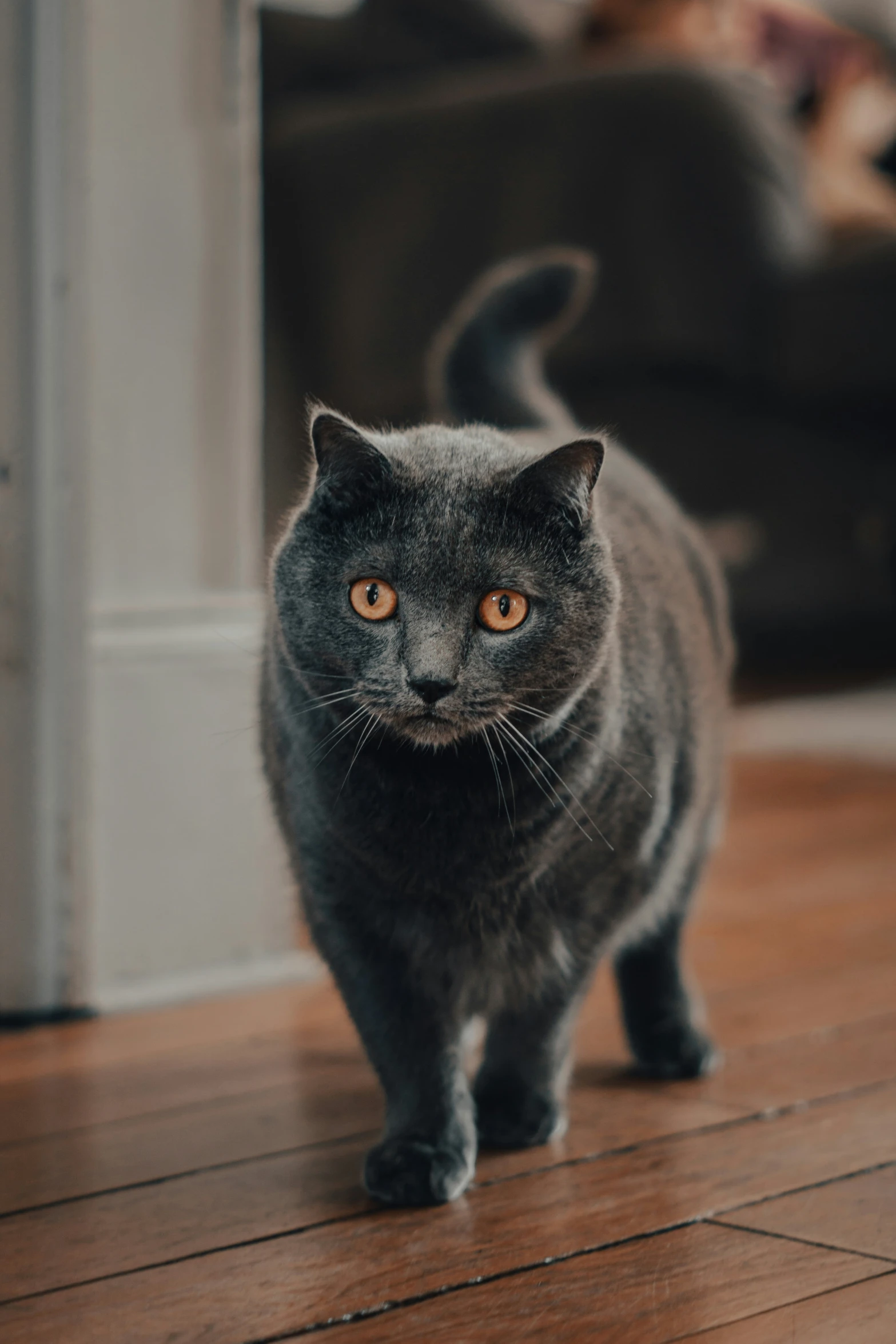 a gray cat standing on top of a hard wood floor