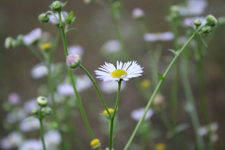 a couple of white flowers standing next to each other