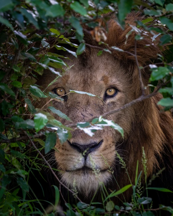 a close up of a lion through the leaves of some trees