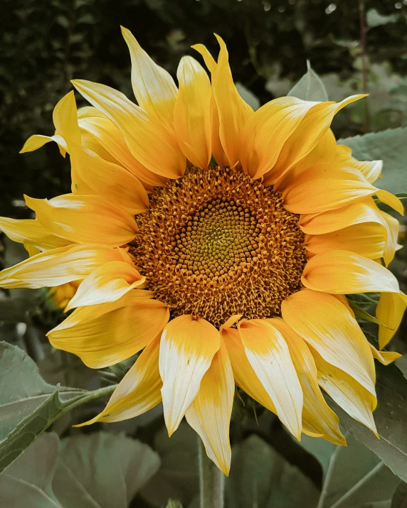 a big pretty yellow sunflower with lots of leaves