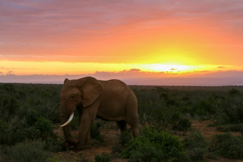 the sun is setting behind a very large elephant