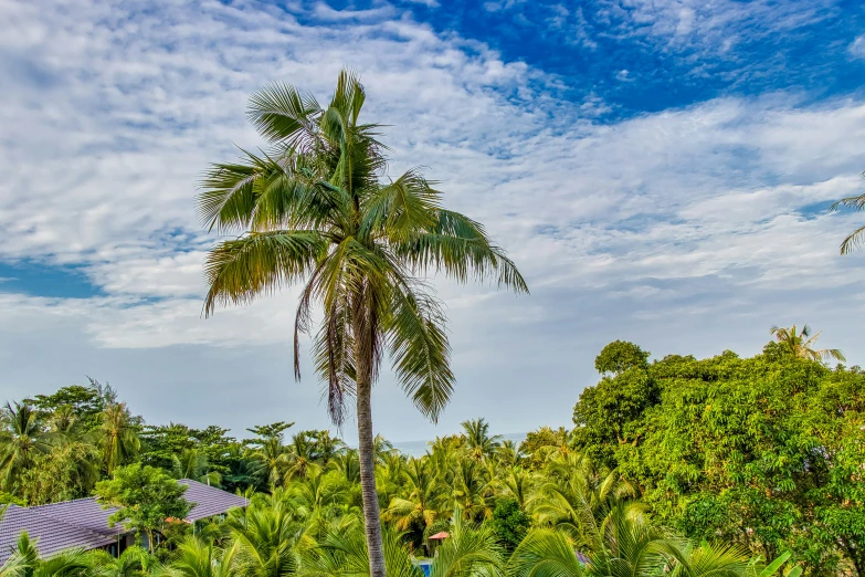a palm tree in the middle of a lush green forest