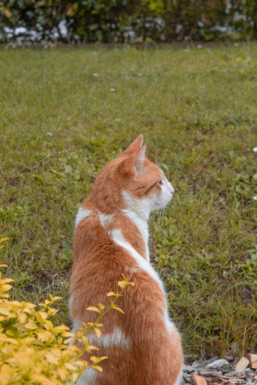 a brown cat sitting on the ground looking back