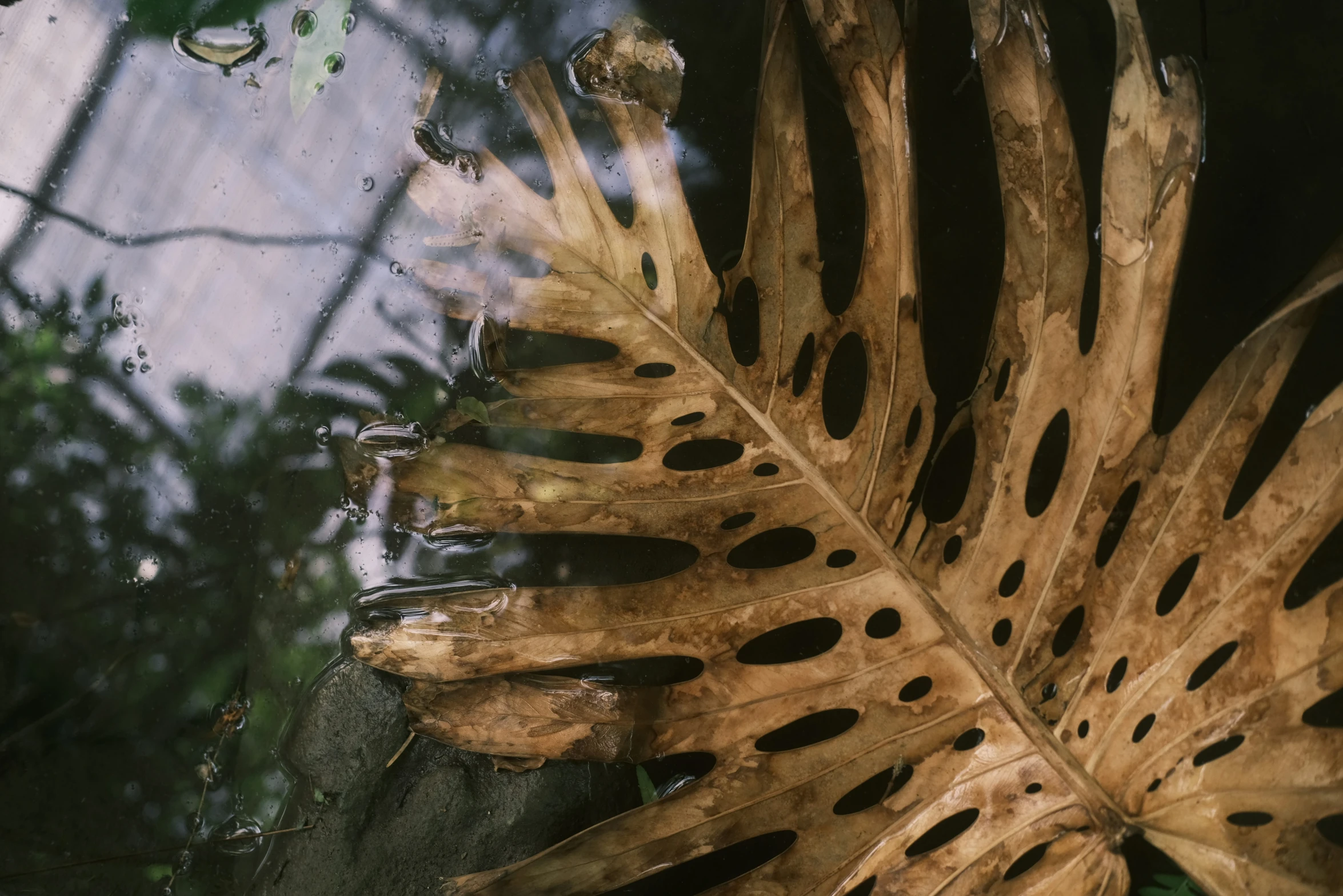 a big leaf that is sitting in the water