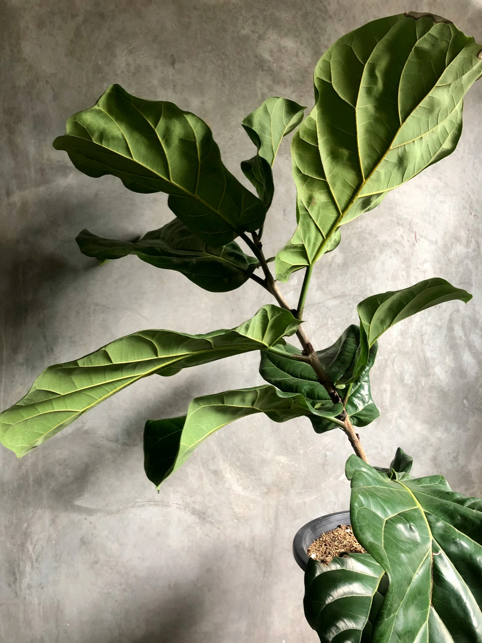 a large green plant with many leaves growing out of it