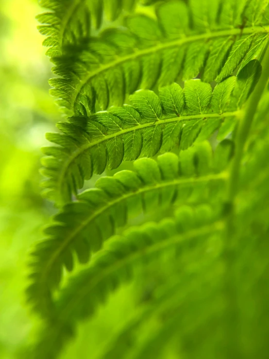 this is a plant with many leaves on it