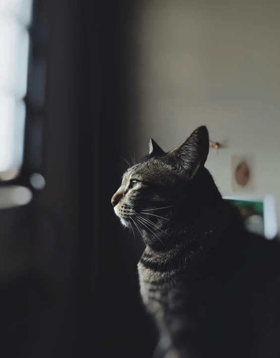 a gray cat sitting in the light of a window