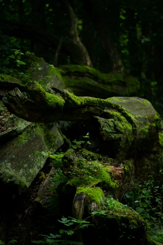 mossy rock formations with large rocks and bushes in the background