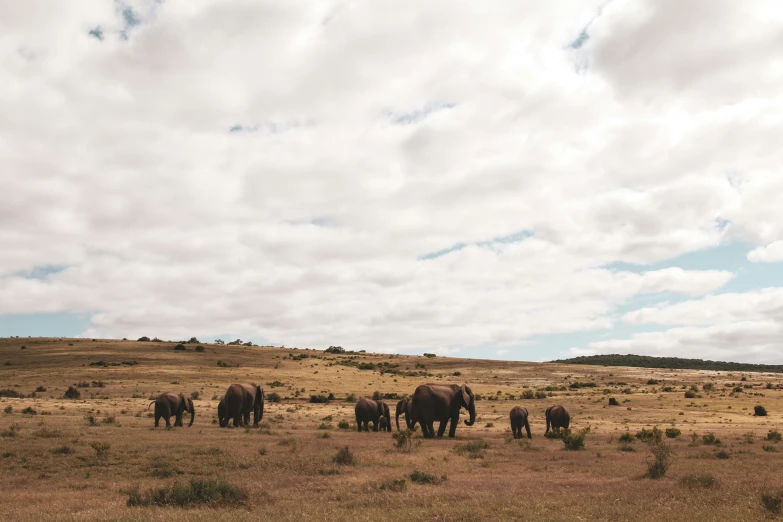 a herd of elephants are standing in the plains