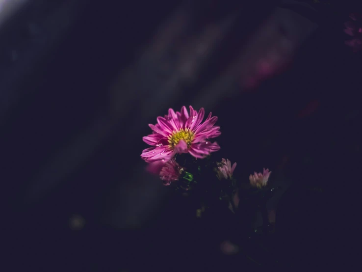 a pink flower with two petals on it