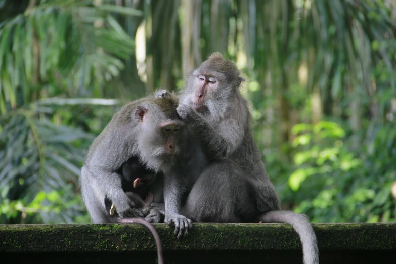 two monkeys are standing near one another on the side of a bridge