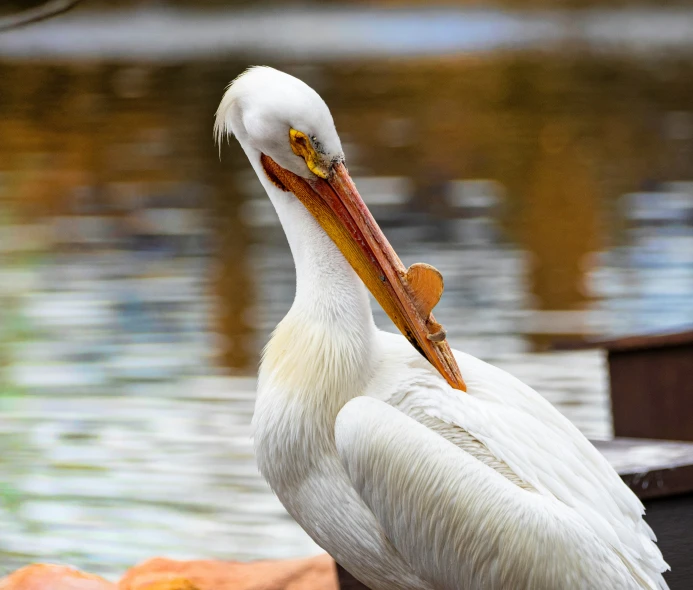 white bird with long legs and long neck standing next to water