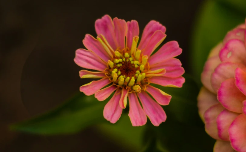 a pink and yellow flower with some green stems