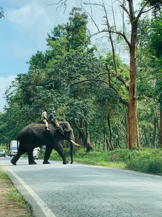 a man sitting on top of an elephant crossing a road