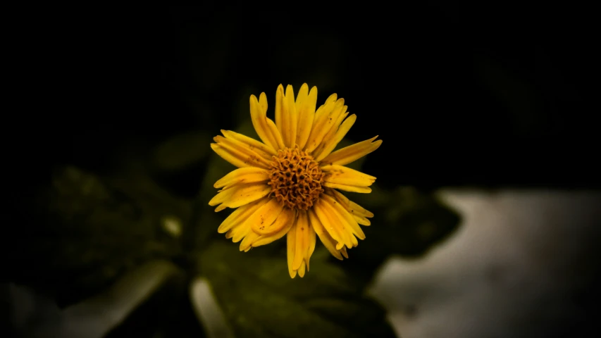 a large yellow flower sitting on top of a lush green leaf