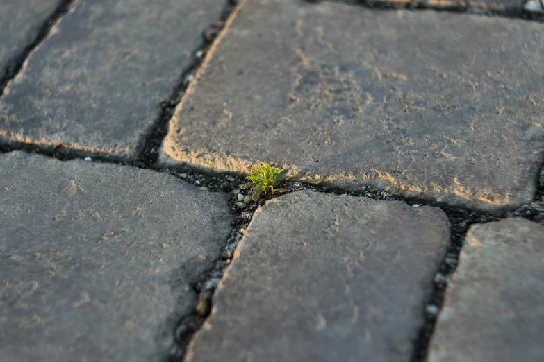 a single plant grows through s on the pavement