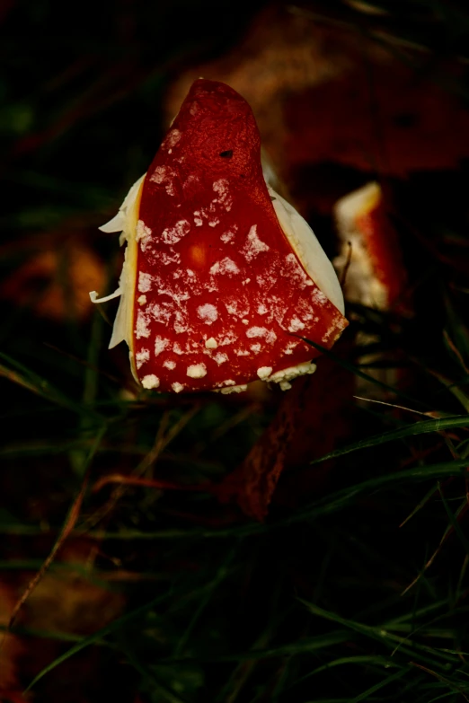 close up image of small mushrooms on tree nches