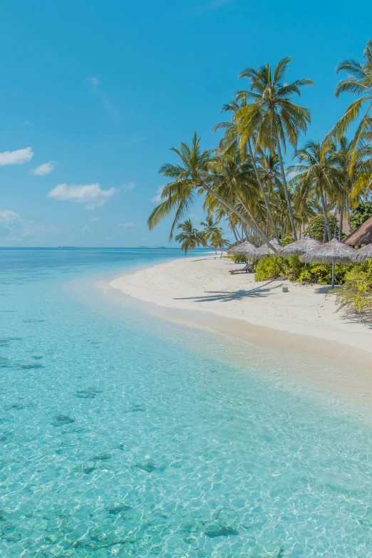 the beach has clear water with a few palm trees