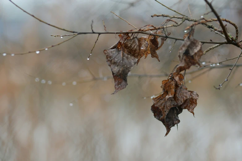 two brown leaves hanging from a tree with drops of water