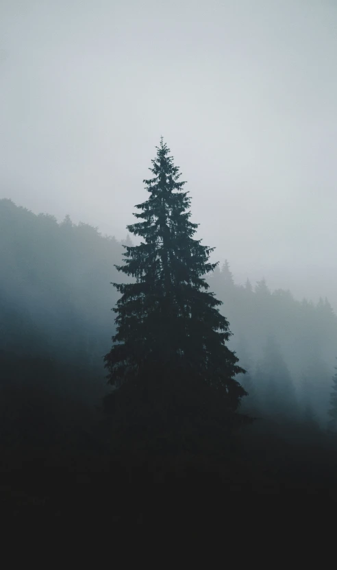 some trees and fog in the distance