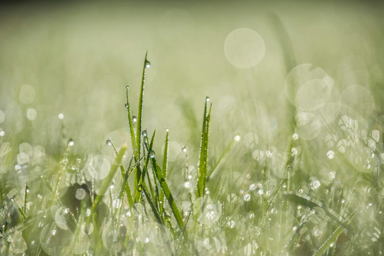 grass and dew are in the field on a sunny day