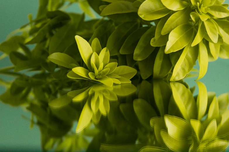 an unusual looking flower is glowing green