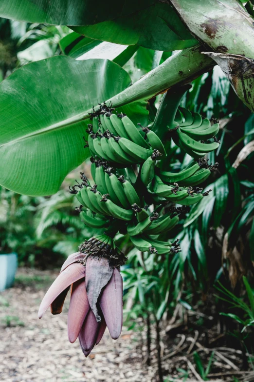 the bananas are still still on the tree, just starting to bud off