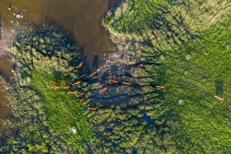 an aerial view of a forested area next to the water