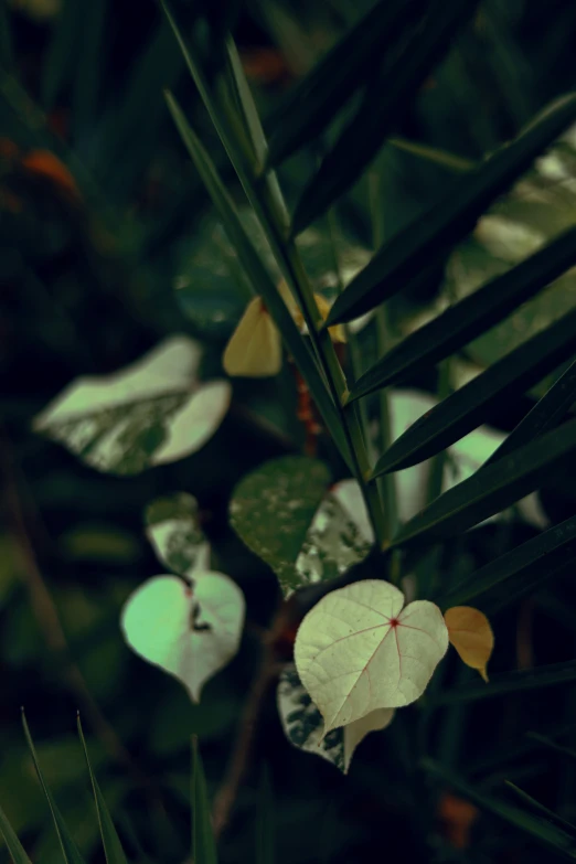 small white leaves grow from a palm tree