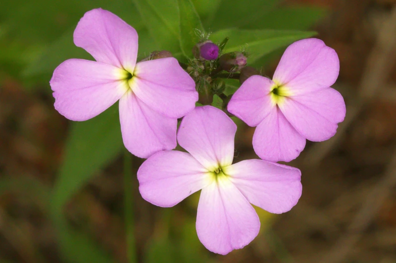 a group of purple flowers with leaves in the background