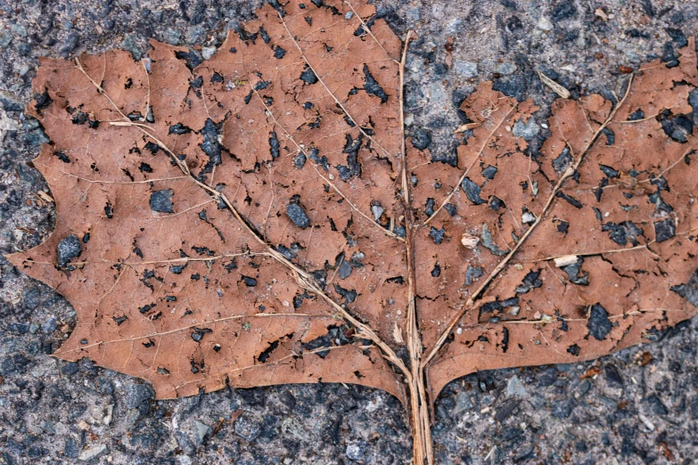 a large leaf laying on a street ground