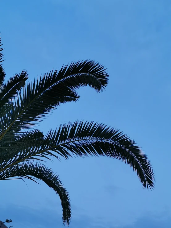 a palm tree leaves with an airplane in the background