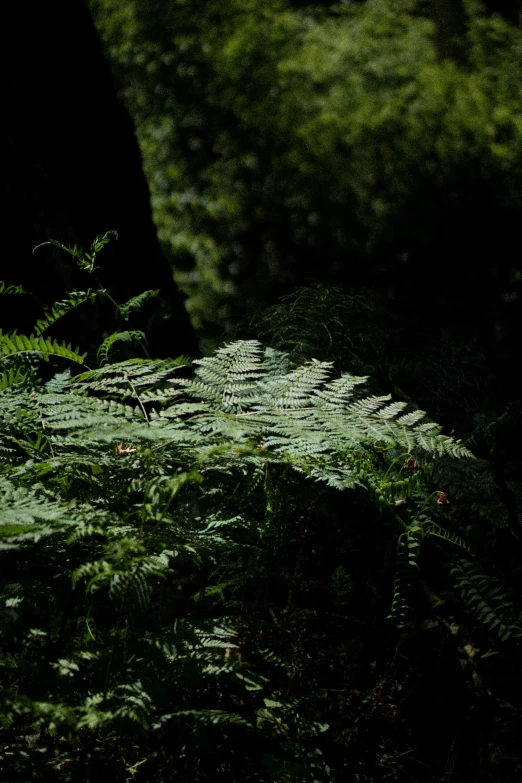 a bunch of green plants on a dark path