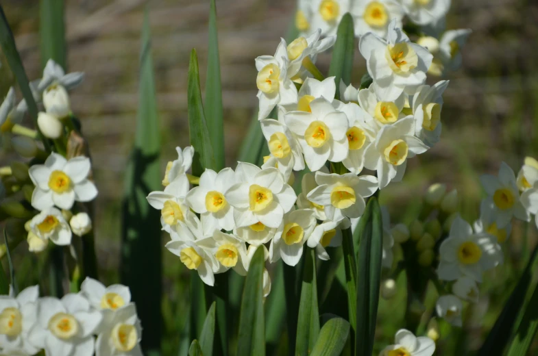 a bunch of white flowers blooming in a field